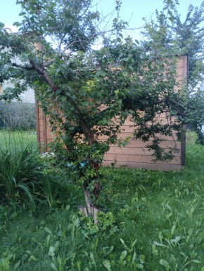Коллективный сад номер 7, участок 58 в Березовском - berezovskij.yutvil.ru - фото 28