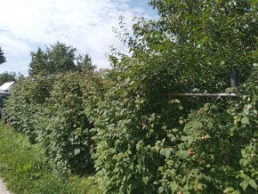 СНТ Медик-2 в Березовском - berezovskij.yutvil.ru - фото 3