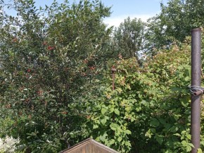 СНТ Медик-2 в Березовском - berezovskij.yutvil.ru - фото 4