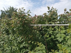 СНТ Медик-2 в Березовском - berezovskij.yutvil.ru - фото 8