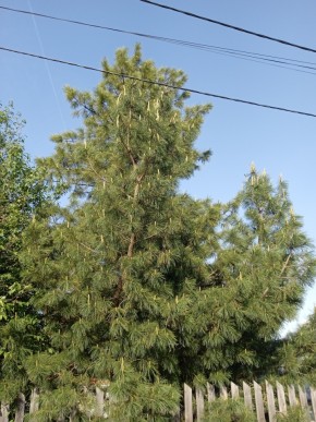 ул. Полынная,29 в Березовском - berezovskij.yutvil.ru - фото 18